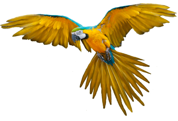 amsi-my-angel-eagle@2x Amsi My Angel Eagle@2x